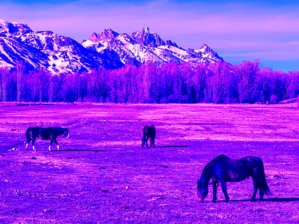 3 Horses Roaming Free I