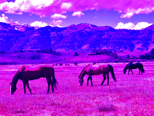 3 Horses Roaming Free II