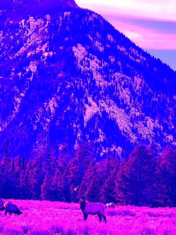 BUCK w HAREM  IN GTNP