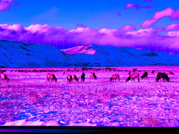 Elk Refuge from E Bway I