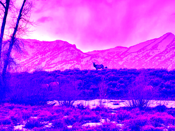 Elk Migrating out of the National Elk Refuge I