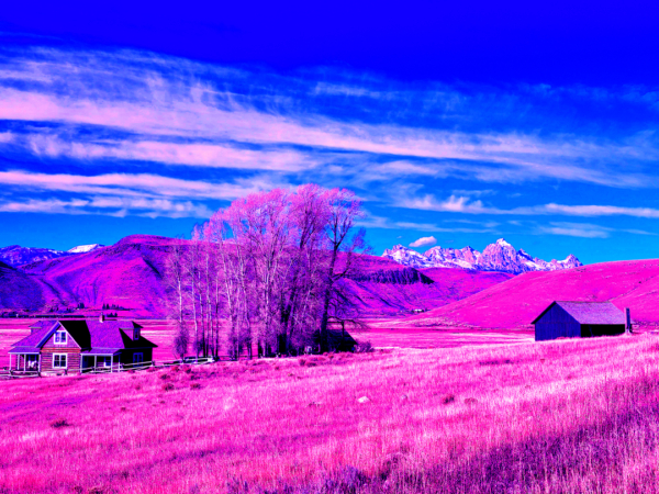 MILLER HOUSE IN THE ELK REFUGE I