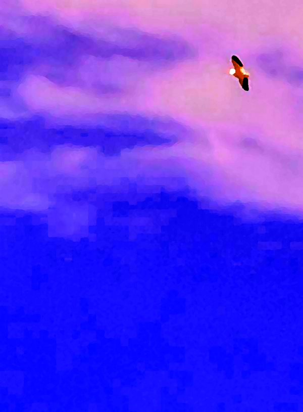 Pelican Over The Salt River I