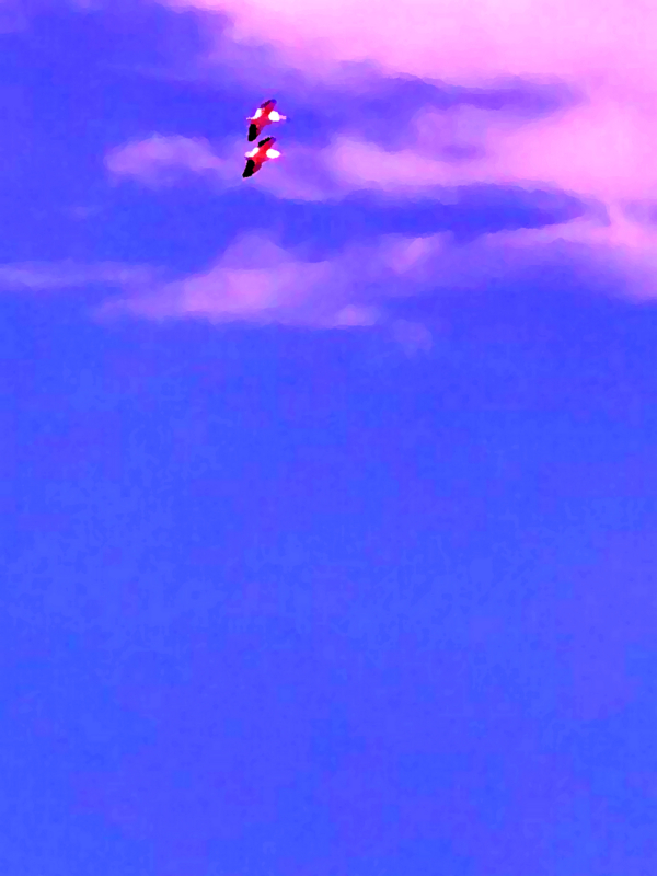 Pelican Over The Salt River II