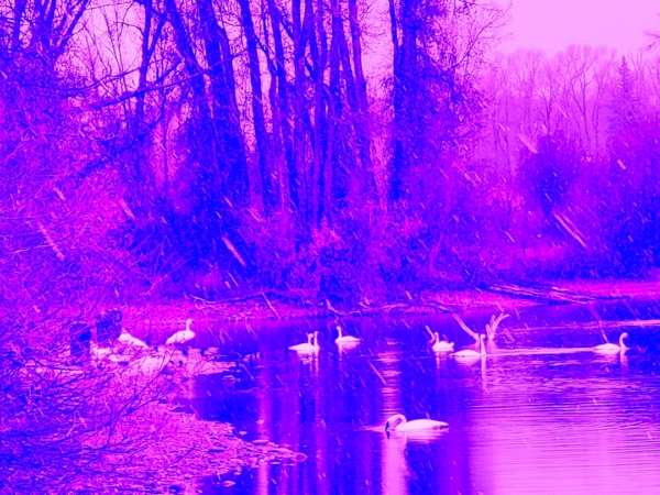 SWANN LAKE AT BOYLES HILLS ROAD 4